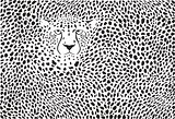 Background cheetah skins and head