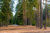 Beautiful spring landscape of pine forest