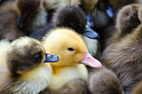 Gosling and ducklings for sale
