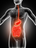 3D medical image showing guts