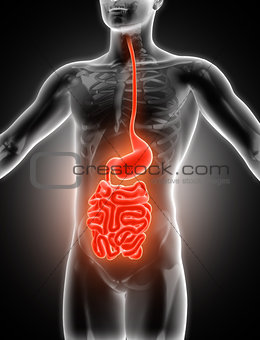 3D medical image showing guts