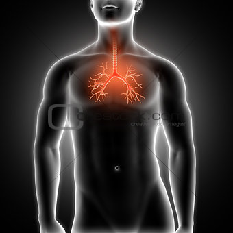 3D medical male figure with bronchus highlighted