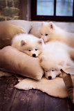 Three dogs on pillows
