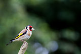 Goldfinch (Carduelis Carduelis) on Perch
