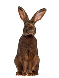 Front view of Belgian Hare isolated on white