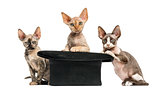 Group of Devon rex with a hat isolated on white