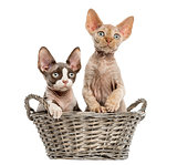 Young Devon rex in a wicker basket isolated on white