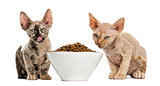 Two Devon rex eating from bowl isolated on white