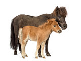 Mother poney and her foal isolated on white