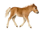 Side view of a poney, foal trotting against white background