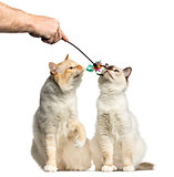 Two Birman cats smelling a stick toy isolated on white