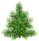 Green Christmas pine tree