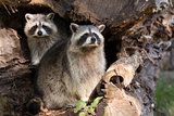 Two raccoons in nest