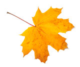 Autumn yellow maple leaf isolated