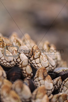 Gooseneck barnacle Pollicipes polymerus