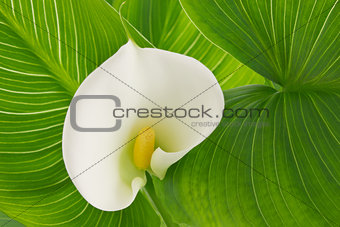 Flower white calla lily (Alepes kalla)