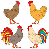 Set of four multicolor Roosters