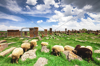 Sheep graze in Noratus