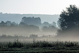 Mist Across Meadow