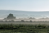 Mist and Cows