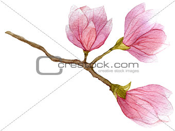 watercolor blooming branch of magnolia tree with three flowers. hand drawn botanical illustration.