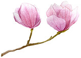 spring background with watercolor branch of magnolia .hand drawn botanical illustration.