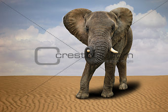 Lone African Elephant Outdoors in Daylight