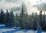 Morning winter fir forest.