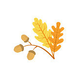 Oak Tree Leaf And Acorns As Autumn Attribute