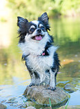 chihuahua in river