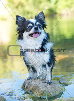 chihuahua in river
