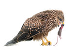 Common buzzard eating a mouse
