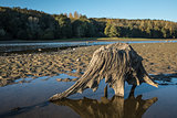 Tree stump at the lake