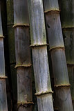 thick bamboo grove 