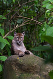mountain lion - puma concolor