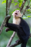 white headed capuchin monkey 
