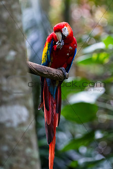 The scarlet macaw - Ara macao