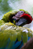 great green macaw 