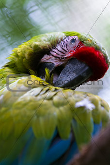 great green macaw 