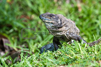Tropical Iguana in Costa Rica 