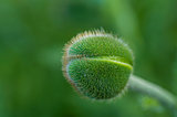 spiny green bud