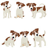 Jack Russell Terrier. Vector Illustration of a dog