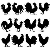 Set of twelve funny Rooster black silhouettes