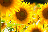 Czech Republic, Southern Bohemia - Field of Sunflowers.