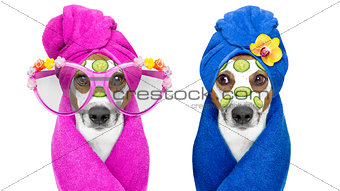 dogs with a beauty mask wellness spa