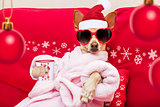 dog spa wellness christmas holidays