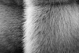 black-white texture of fur animals with a strip
