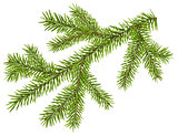 Green fir branch with short needles