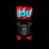 new years eve  dog on black backgroud