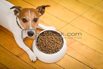 hungry dog bowl